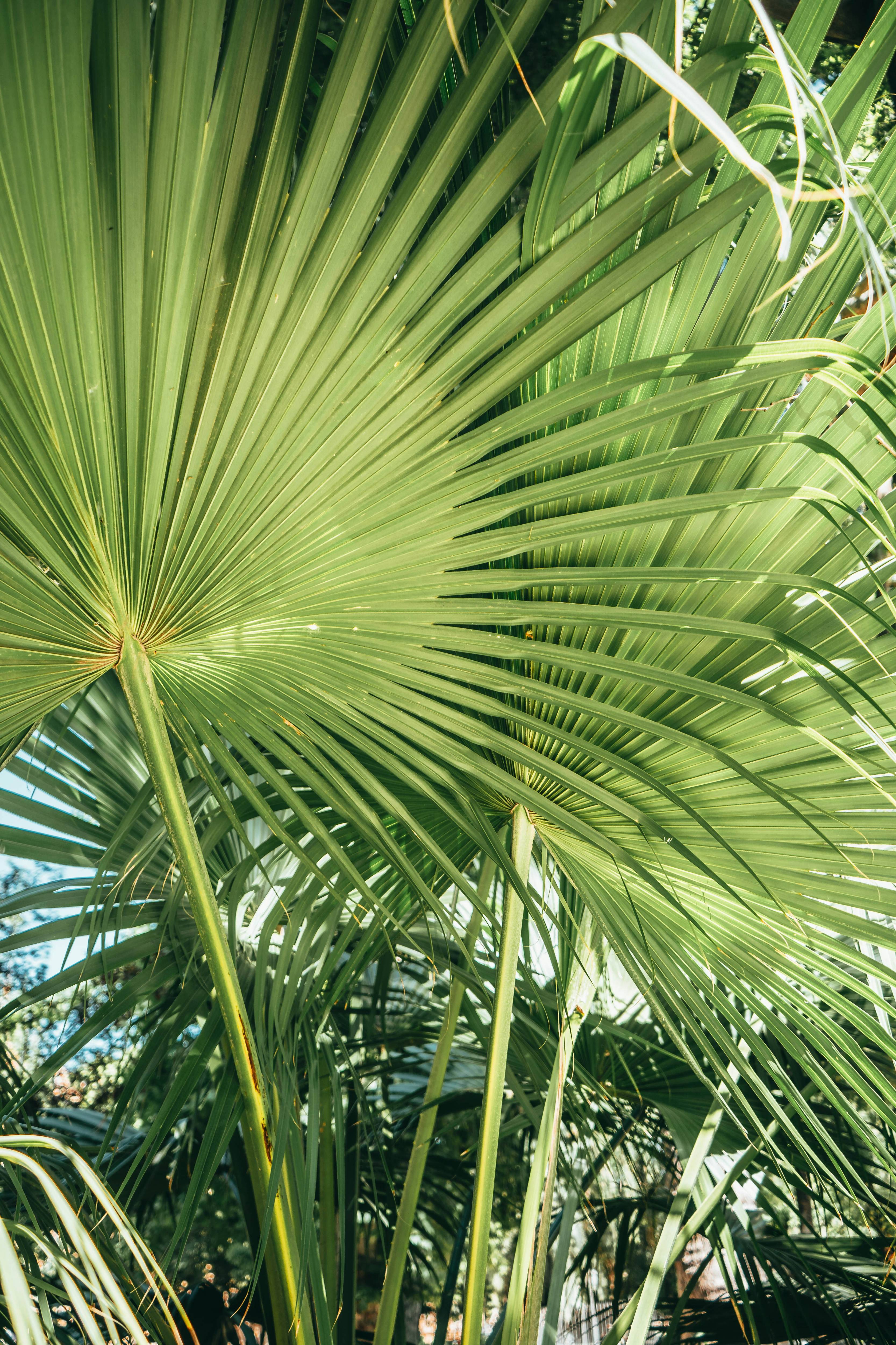 Intervention d'Abattage de Palmier à Saint-Cyr-sur-Mer | Les Jardins de Font Vert