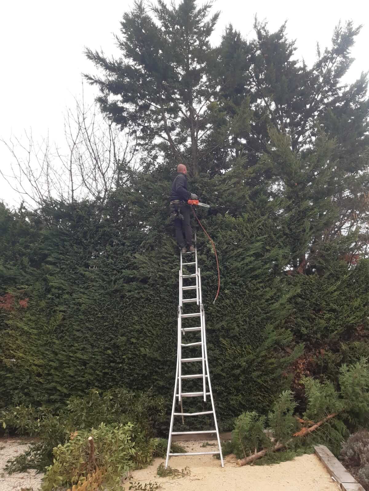 Etetage d'une haie de Cyprès