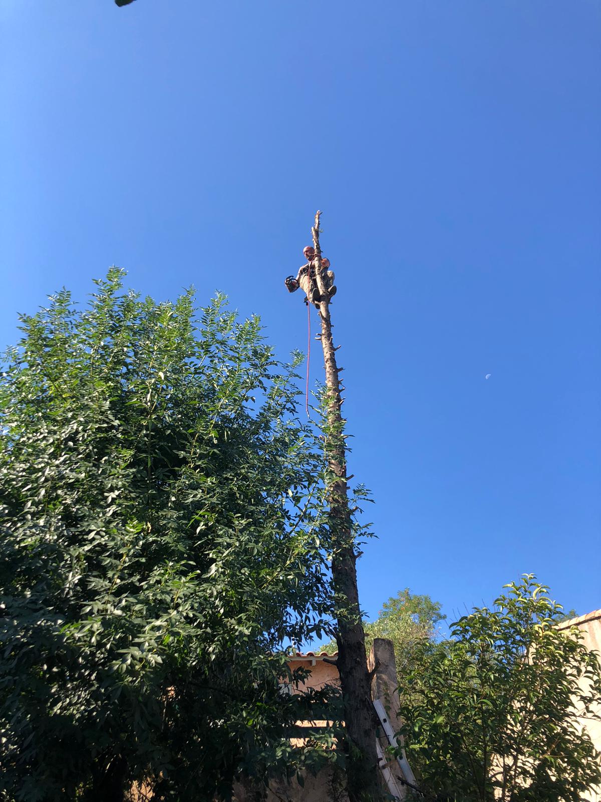 Abattage d'un Cyprès de Provence à Saint -Cyr-sur-Mer