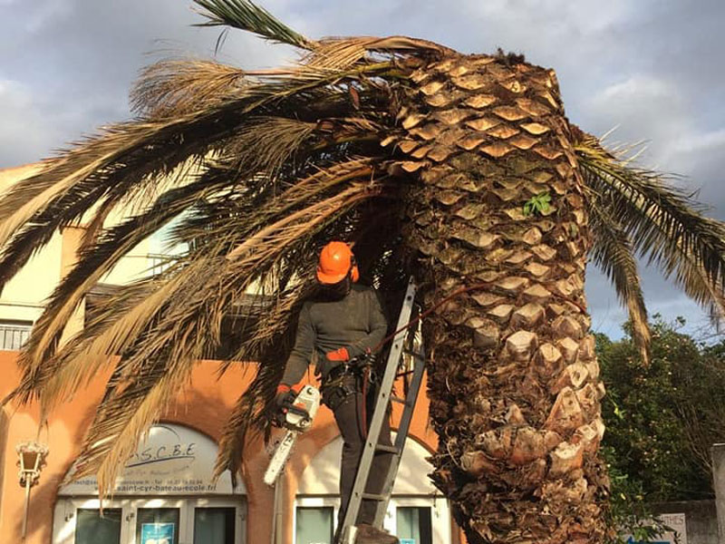 Travaux forestiers pour abattage d’arbre gênant à la construction