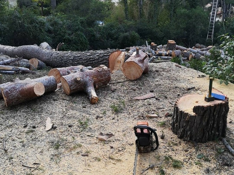 Abattage et démontage de Pin Saint-cyr-sur-mer