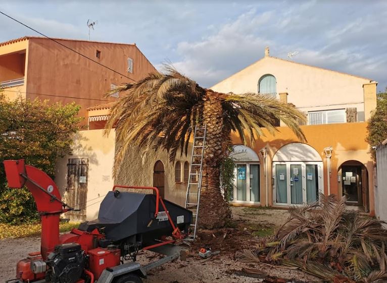 Abattage palmier attaqué par le Charançon Rouge Bandol