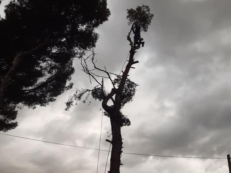 Abattage arbre pour des raisons sanitaires Bandol