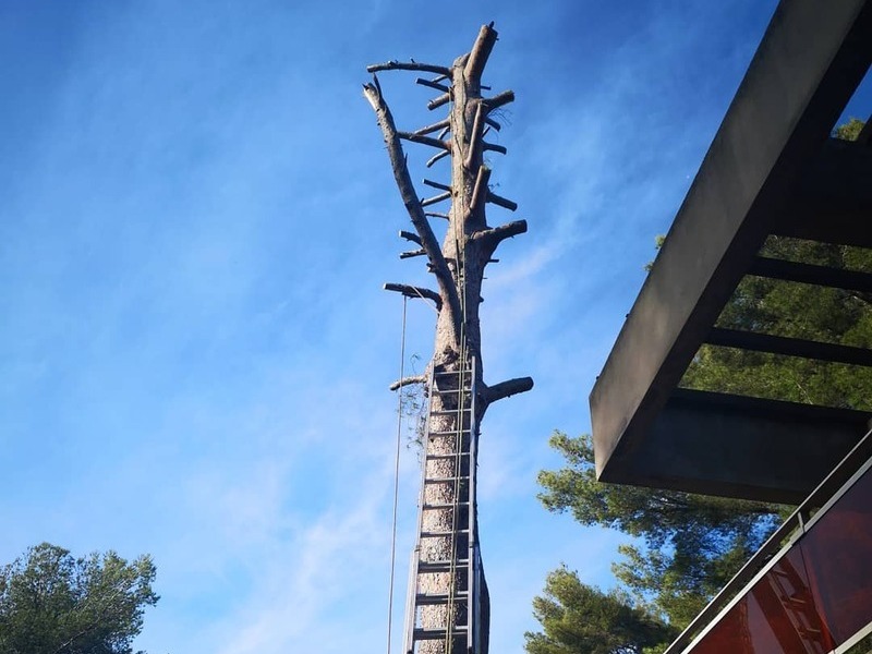 Abattage arbre pour des raisons sanitaires Sanary-sur-Mer