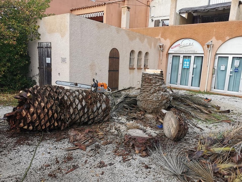 Prix pour la coupe d'un palmier La Ciotat