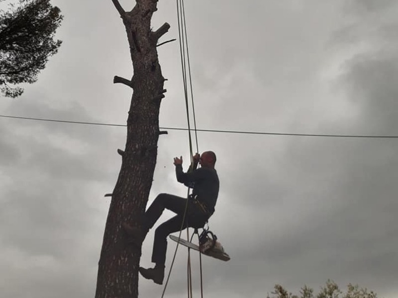 Elagage branche arbre pour dangerosité Six-Fours-les-Plages